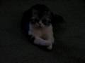 Finnegan Our Clapping Cat