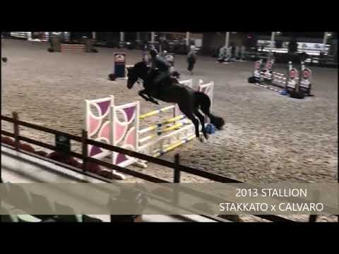 NARCO DE KALVARIE 1M TRAINING SHOW LIER NOVEMBER 2018