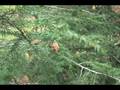 videos de How to ID Tsuga canadensis