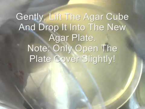 how to isolate rhizomorphic mycelium