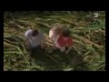 Scary movie 3 (deutsch) part 1/8