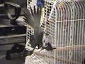 JUNIOR MON OISEAU FAIT SON ACROBATTE