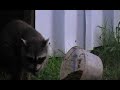 Coon & Cats Have Breakfast Coon & Cats Have Breakfast