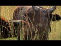 Forest Buffalo in Loma