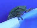 Tree frog Tree frog
