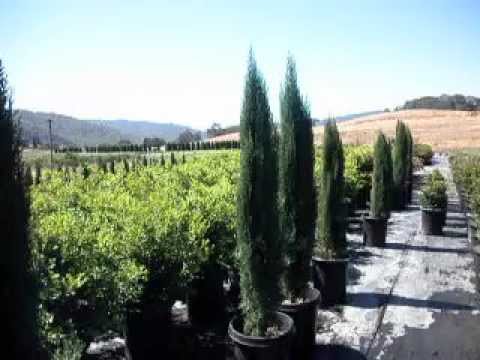 how to fertilize italian cypress trees