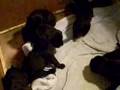Cane Corso puppy`s