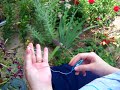 Tatting a Split Ring Tatting a Split Ring