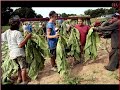 Harvesting broadleaf tobacco