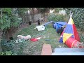 Alchmy Magic Puppies 2006