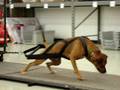 videos de Chewie pulls 1300 on tight track