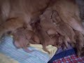GoldRocks 4 day old puppies, Bean and Cody kids