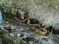 raffeale il dico ma con un serpente   parte prima