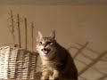 chat qui parle ninou