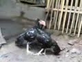 Ardian  Fighting   Cock