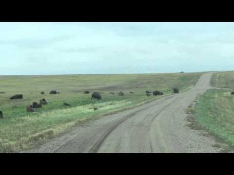 Plains bison at Grasslands National park,Saskatchewan,Canada