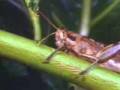 First Film on Insects (clip)