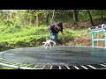 Click here to watch this video Mariposa Gigante