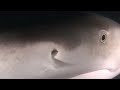 Night dive with Lemon Sharks Bahamas