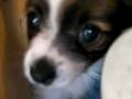 ジャックラッセルテリアの子犬です。ネコにチュウ♪