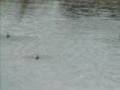 videos de Red-Necked Phalaropes -- Falaropos