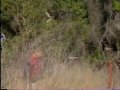 Dorf On Golf 2 of 3