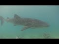 Scuba Diving In Maldives 1