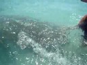 A manatee named Hugh