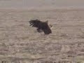New Way To Hunt Deer