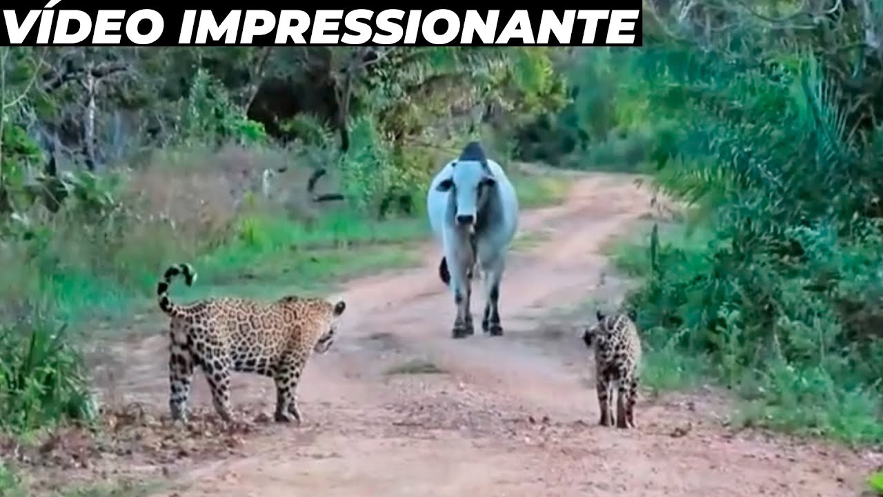 Touro enfrenta 2 onças no pantanal de forma inacreditável