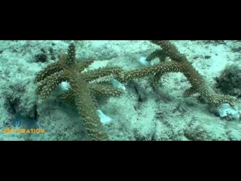 how to replant corals