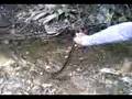 videos de los cuates de la ventosa