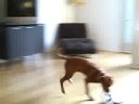 ridgeback sophie loves some diet coke