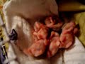 orphaned hamsters puppies | tutti assieme!!!!