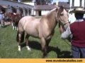 Criollos Argentinos Horses