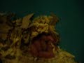 Mouse Breeding Update - Nov10-08