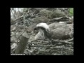 Loch of the Lowes Ospreys, 13th May 2012. 11.30.wmv