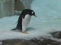 Biodome Penguins Biodome Penguins
