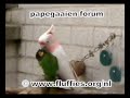 Mijn papegaaien (kaketoe & pyrrhura) poetsen elkaarBezoek onze site http://www.fluffies.org/nl voor nog meer filmpjes!