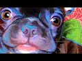 French Bulldog And Boston Terrier Art Portraits