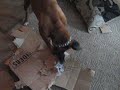 Aries destroyer of boxes