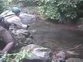 Japanese mountain trout 2007