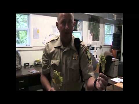 how to harvest wild ginseng in illinois