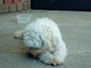 Cavoodle Bite (cantonese version)