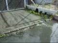 videos de Vertidos incontrolados al Embalse de Cazalegas