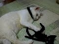 黒猫・白猫