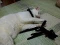 黒猫・白猫