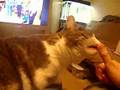 moogie the licking cat