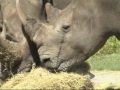 RHINOS OF LION COUNTRY RHINOS OF LION COUNTRY