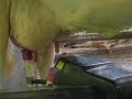 Melkrobot Lely A3